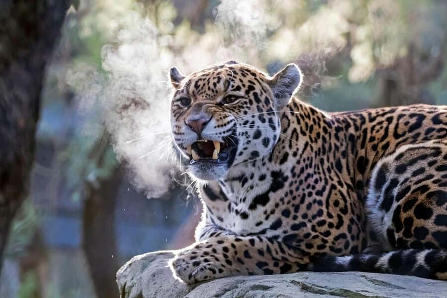 Amsterdam: ARTIS Amsterdam Royal Zoo Entry Ticket - Key points to know before you go