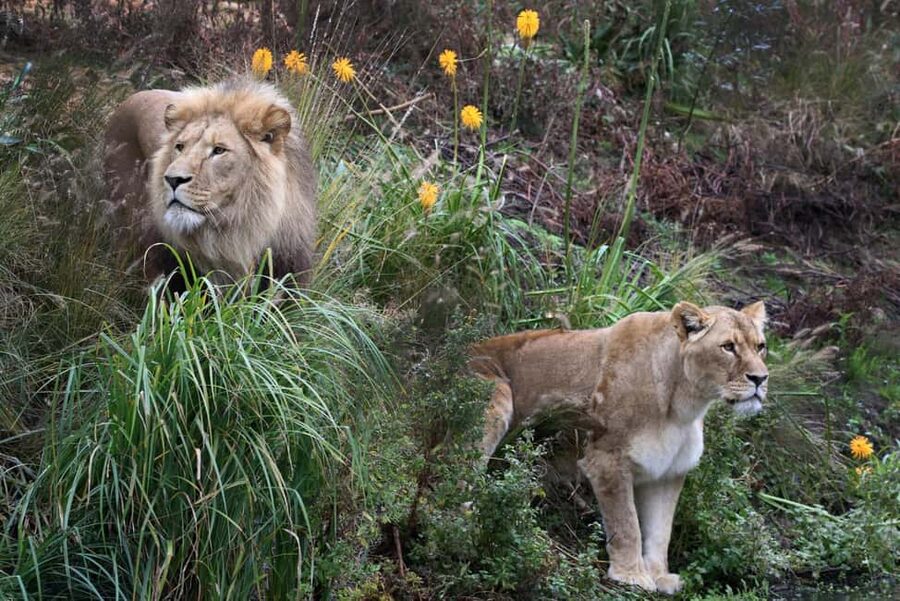 Zoo tickets