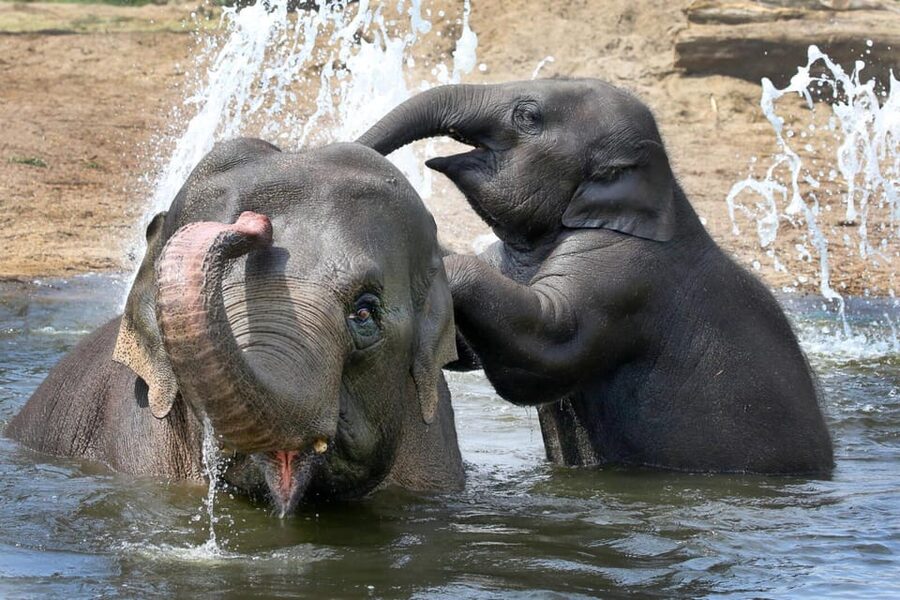 Amsterdam: ARTIS Royal Zoo and ARTIS Groote Museum Ticket - Key points to know before you go