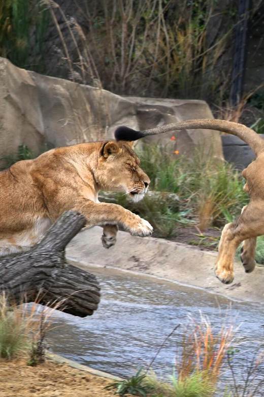 Amsterdam: ARTIS Royal Zoo and ARTIS Groote Museum Ticket - How to plan your one-day visit