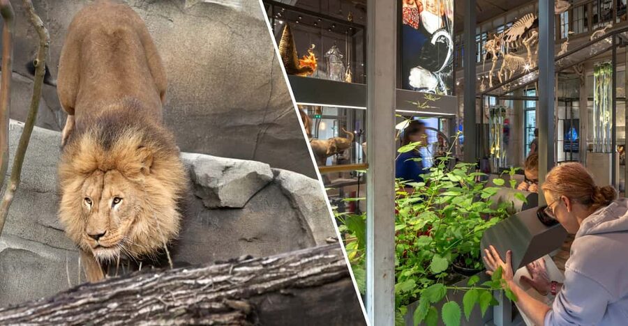 Amsterdam: ARTIS Royal Zoo and ARTIS Groote Museum Ticket - The Elephant Expedition and two young calves