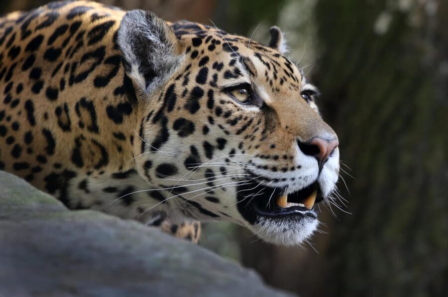 Amsterdam: ARTIS Royal Zoo and ARTIS Groote Museum Ticket - The Planetarium gives the day a different rhythm