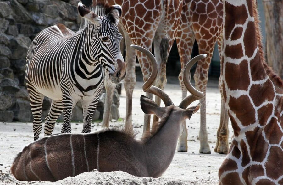 Amsterdam: ARTIS Royal Zoo and ARTIS Groote Museum Ticket - Is the $55 ticket good value?