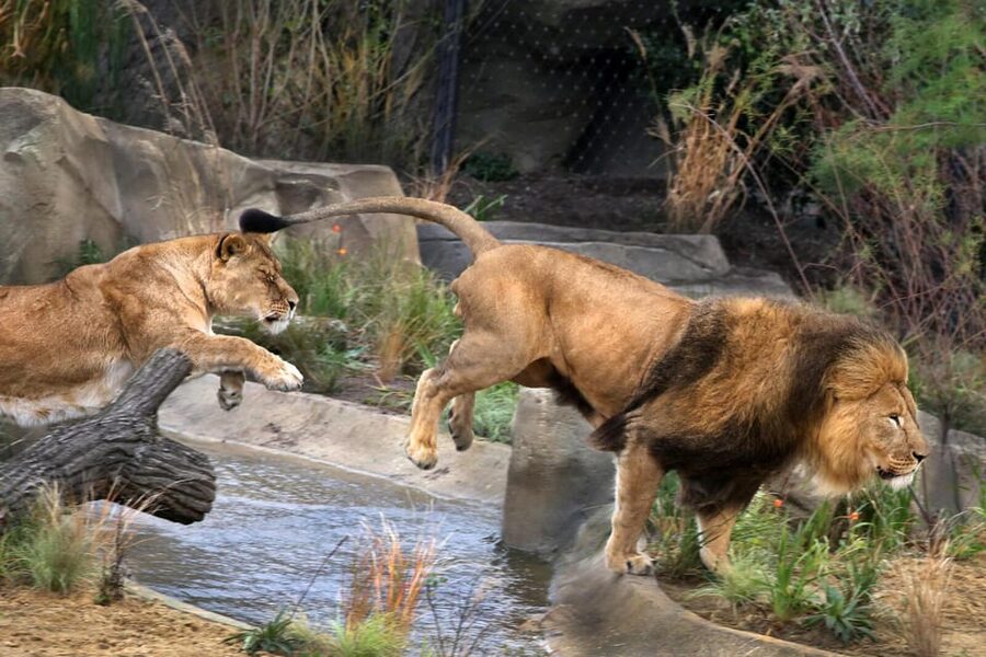 Amsterdam: ARTIS Royal Zoo and ARTIS Groote Museum Ticket - A zoo with elephants, gardens, and old Amsterdam character