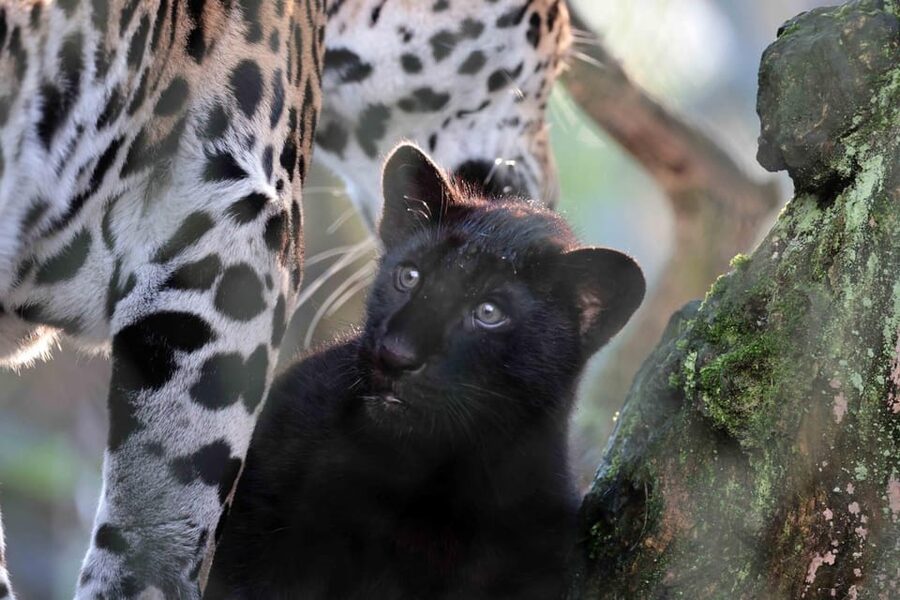 Amsterdam: Artis Royal Zoo & ARTIS-Micropia Combo Ticket - Key points to know before you go