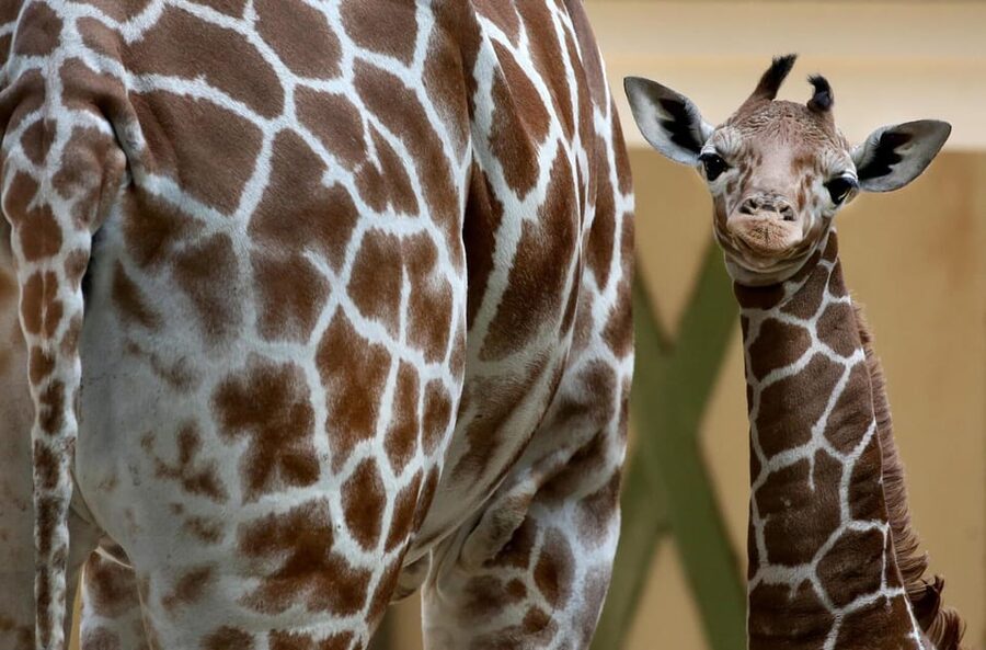 Amsterdam: Artis Royal Zoo & ARTIS-Micropia Combo Ticket - Why ARTIS works so well for a day in Amsterdam