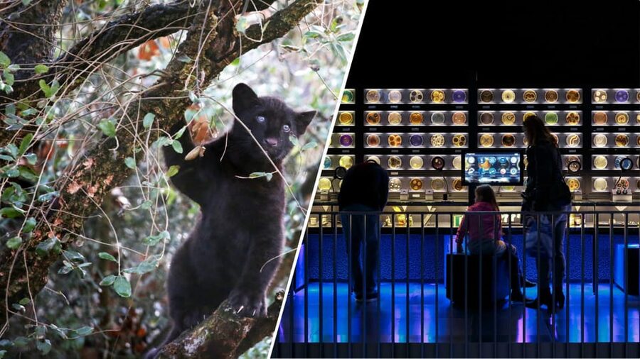 Amsterdam: Artis Royal Zoo & ARTIS-Micropia Combo Ticket - Lions, lemurs, otters, and the smaller habitats