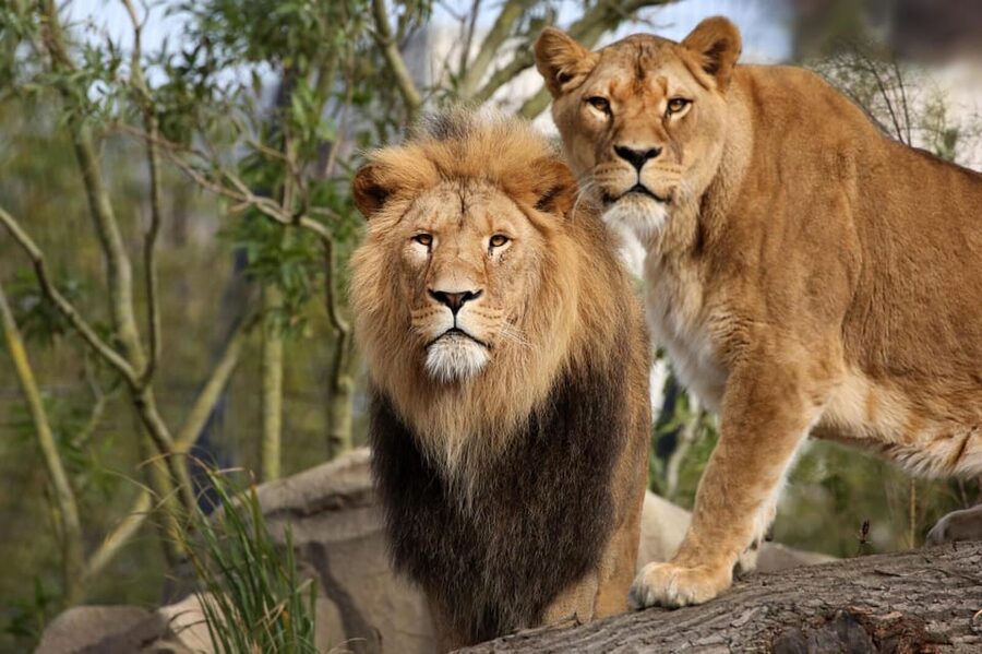 Amsterdam: Artis Royal Zoo & ARTIS-Micropia Combo Ticket - What makes ARTIS-Micropia different