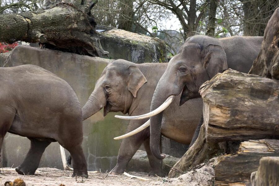 Amsterdam: Artis Royal Zoo & ARTIS-Micropia Combo Ticket - How to use the timed Micropia entry