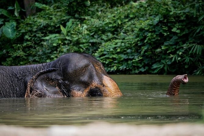 An Afternoon with the Elephants at Phuket Elephant Sanctuary - Key points before you book