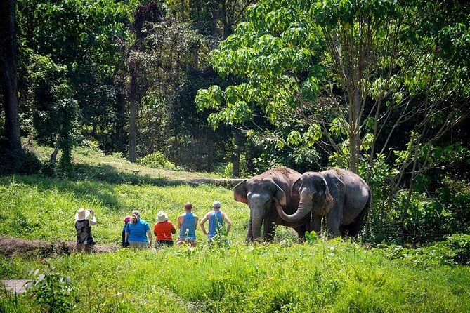 An Afternoon with the Elephants at Phuket Elephant Sanctuary - Why this elephant visit feels different
