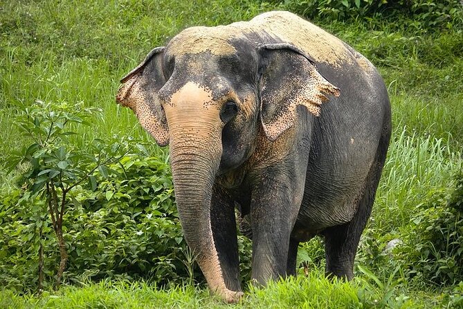 An Afternoon with the Elephants at Phuket Elephant Sanctuary - The 16-minute film that changes the context