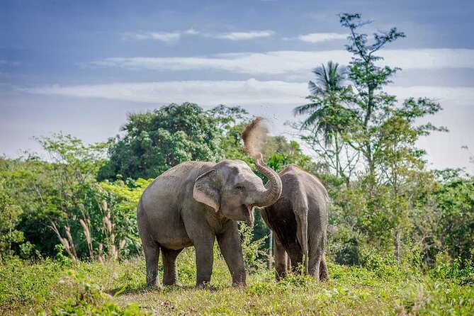 An Afternoon with the Elephants at Phuket Elephant Sanctuary - The 1:30 pm arrival and welcome area