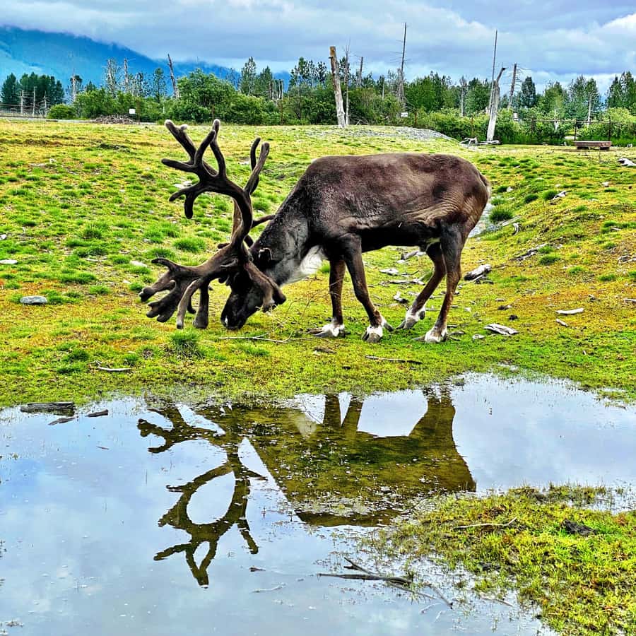 Anchorage: Scenic Tour to Wildlife Center with hotel pickup - Key points at a glance