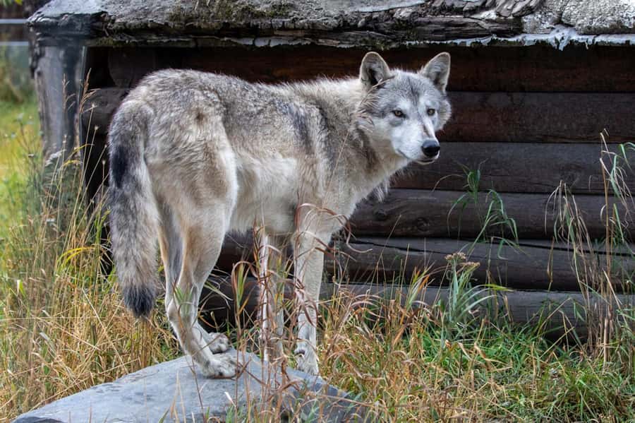 Anchorage: Scenic Tour to Wildlife Center with hotel pickup - Why this Anchorage outing works so well