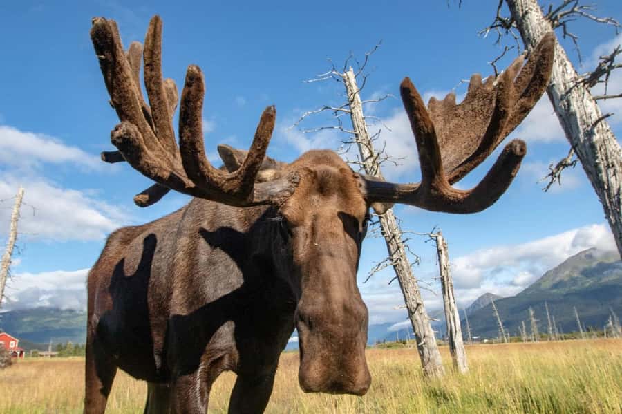 Anchorage: Scenic Tour to Wildlife Center with hotel pickup - A useful stop at the Alaska Wildlife Conservation Center
