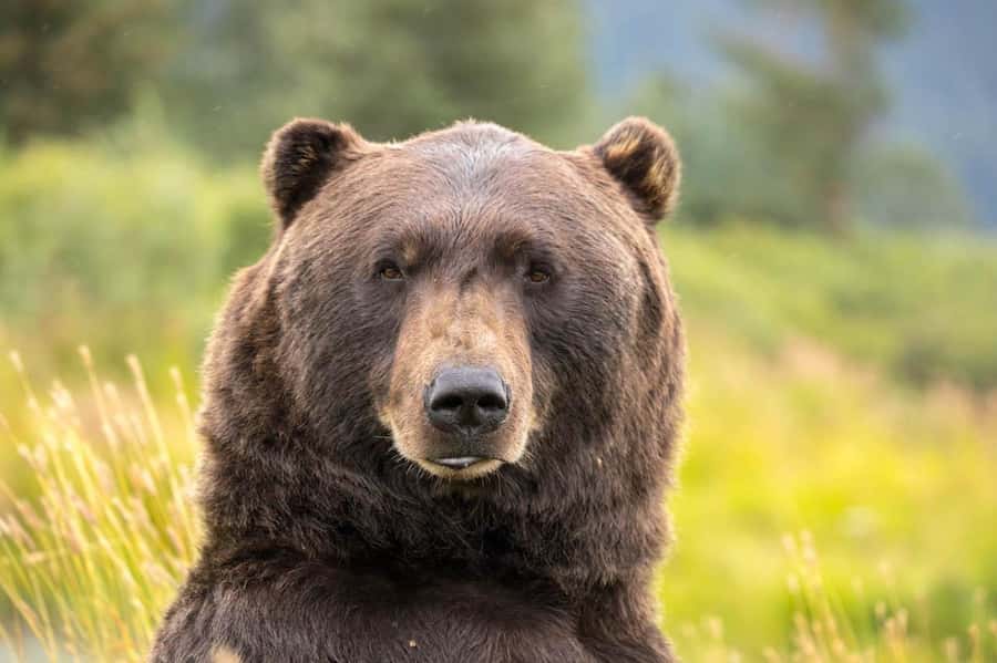Anchorage: Scenic Tour to Wildlife Center with hotel pickup - The ride along Turnagain Arm