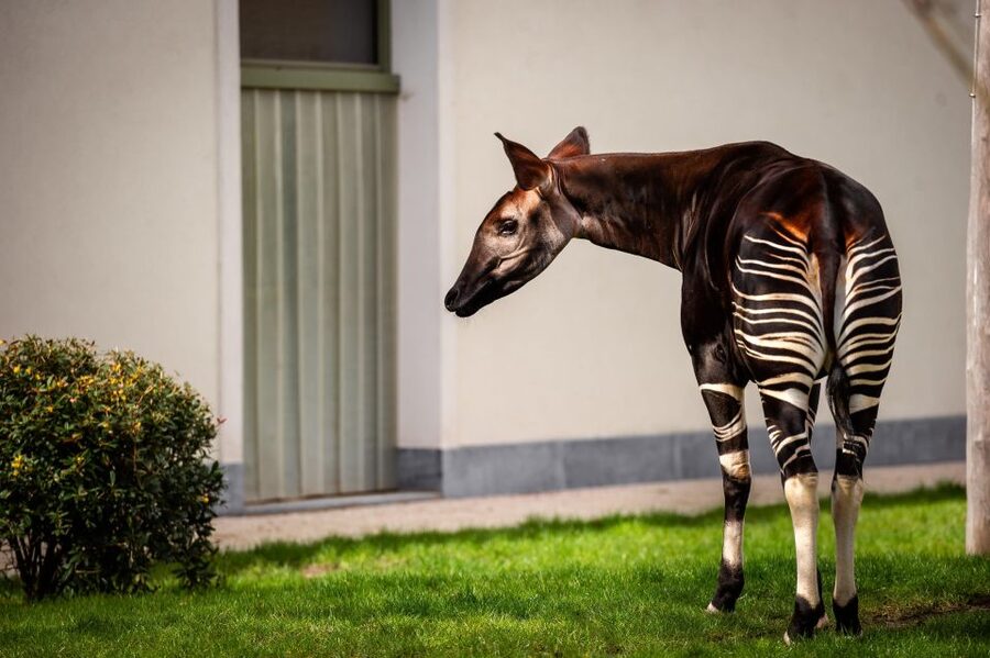 Antwerp: ZOO Entry Ticket - Historic buildings and indoor exhibits