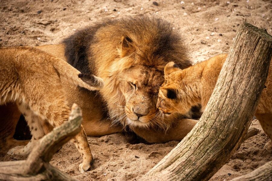Antwerp: ZOO Entry Ticket - How much time the $39 ticket is worth