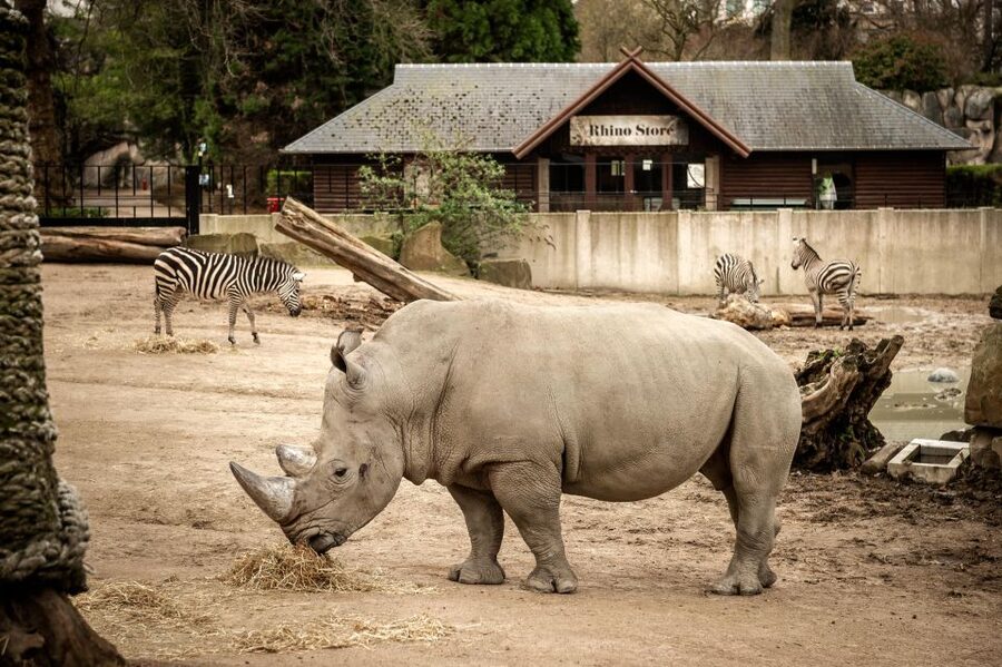 Antwerp: ZOO Entry Ticket - Family comfort, wheelchairs, and practical limits