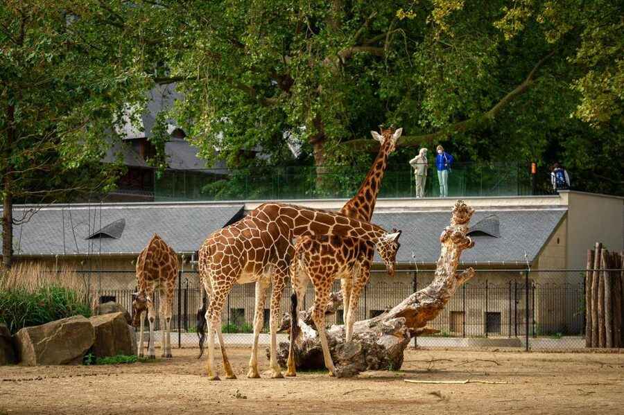 Antwerp: ZOO Entry Ticket - Who will enjoy Antwerp ZOO most