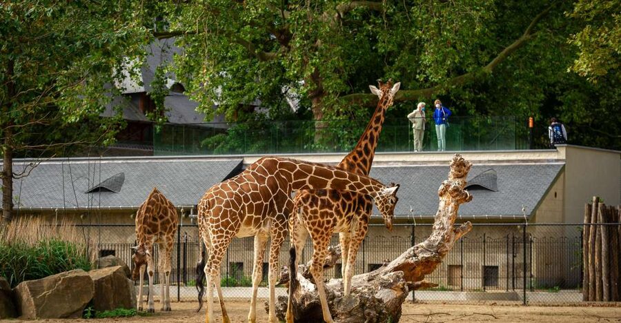 Antwerp: ZOO Entry Ticket - Should you book Antwerp ZOO?