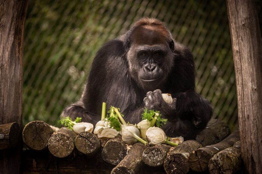 Antwerp: ZOO Entry Ticket - A day among gorillas, elephants, and big cats