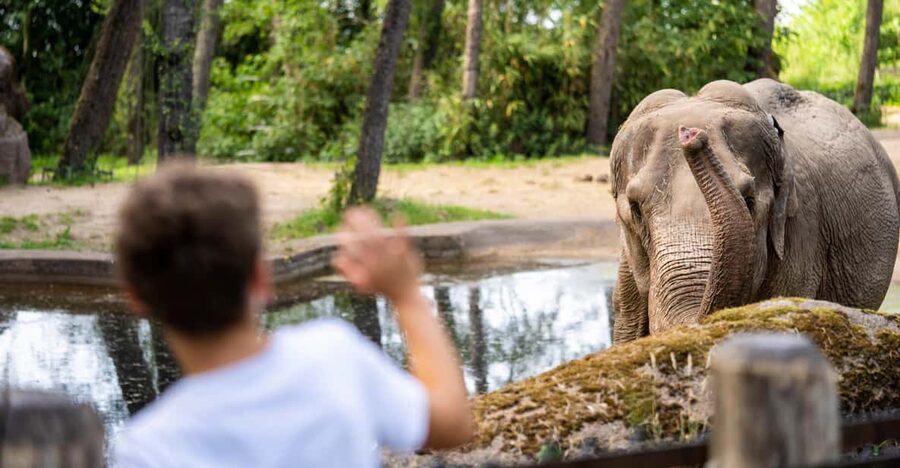 Arnhem: Burgers' Zoo Entry Ticket - Why Burgers Zoo feels different from a standard zoo