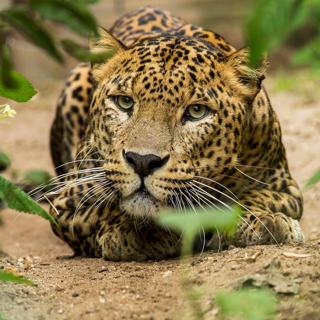 Arnhem: Burgers' Zoo Entry Ticket - Rimba, the Malay rainforest