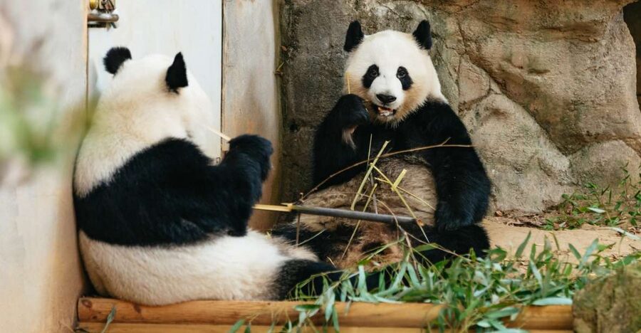 Atlanta: Zoo Atlanta General Admission Ticket - Key points at a glance