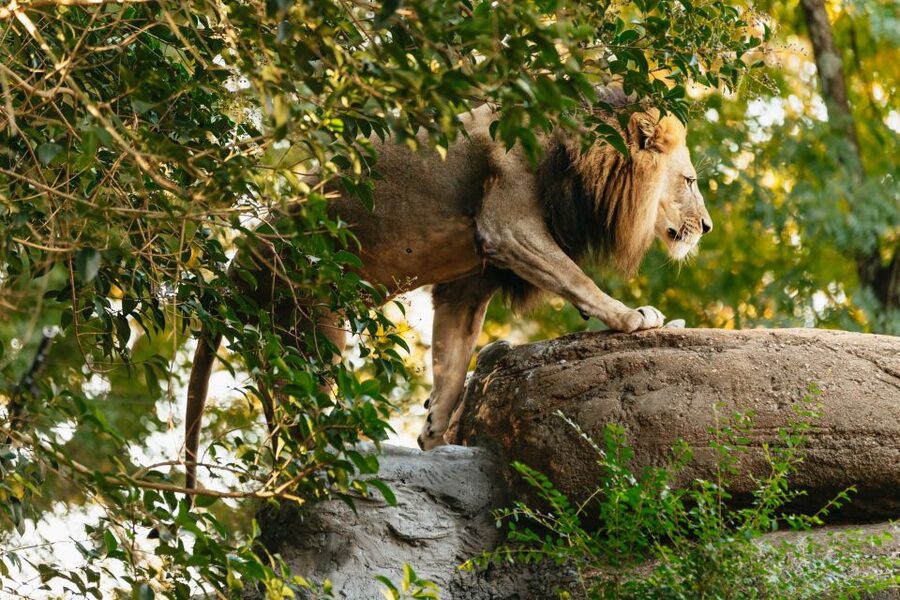Atlanta: Zoo Atlanta General Admission Ticket - Parking, access, and what to bring