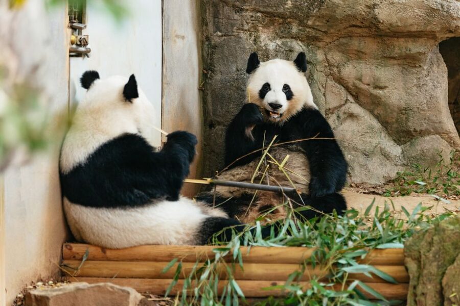 Atlanta: Zoo Atlanta General Admission Ticket - Why Zoo Atlanta is worth your day