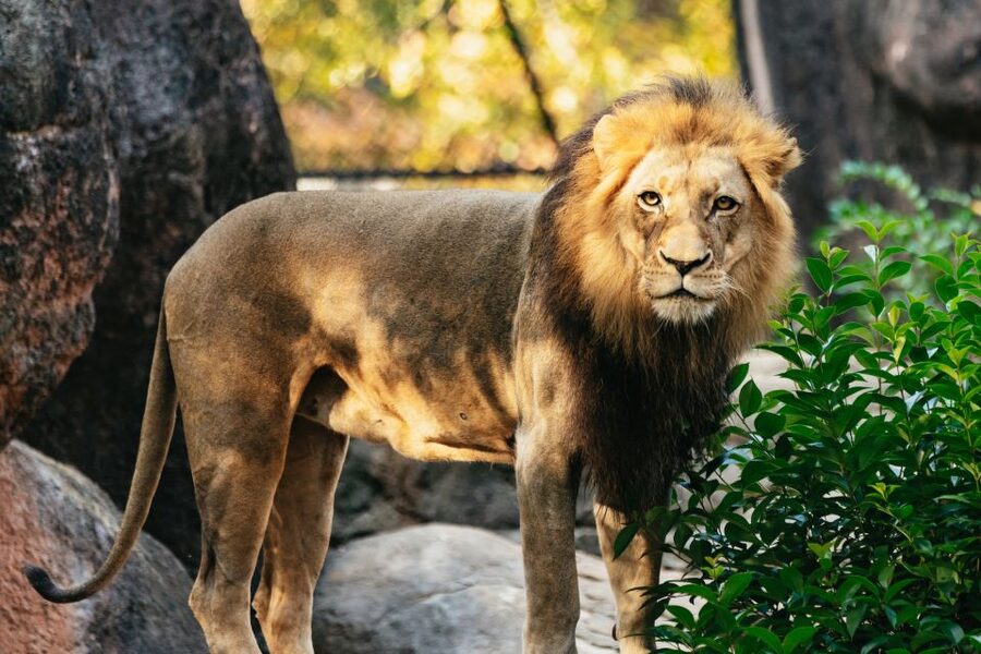 Atlanta: Zoo Atlanta General Admission Ticket - Take your time with gorillas and orangutans