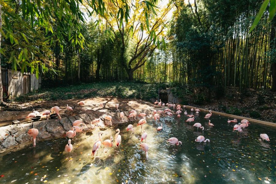 Atlanta: Zoo Atlanta General Admission Ticket - Make room for pandas and other headline animals
