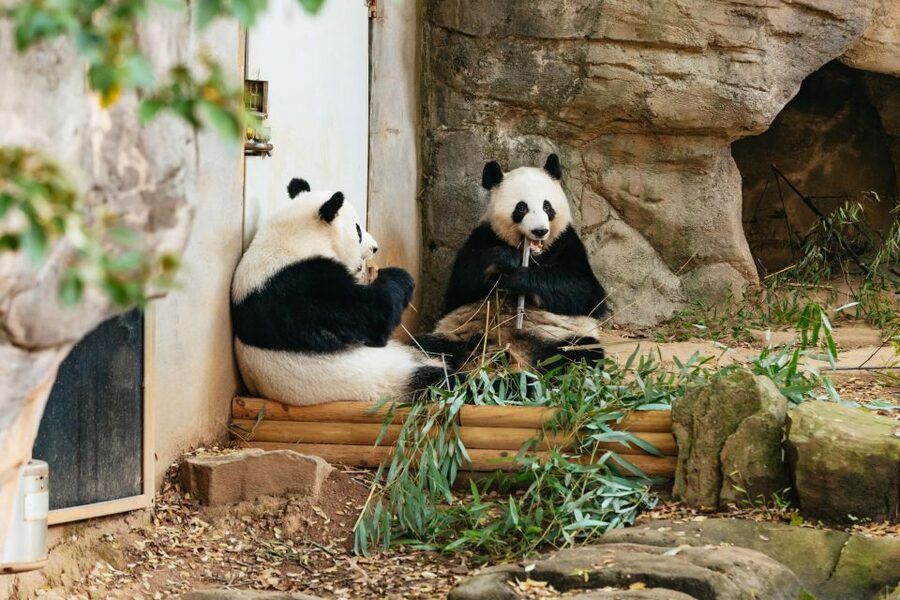 Atlanta: Zoo Atlanta General Admission Ticket - Cool off at Scaly Slimy Spectacular