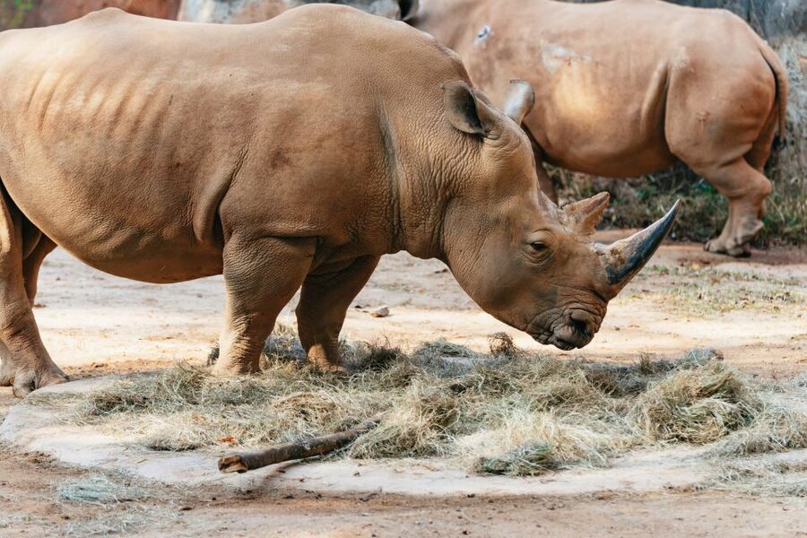 Atlanta: Zoo Atlanta General Admission Ticket - Add rides, presentations, and Wild Encounters