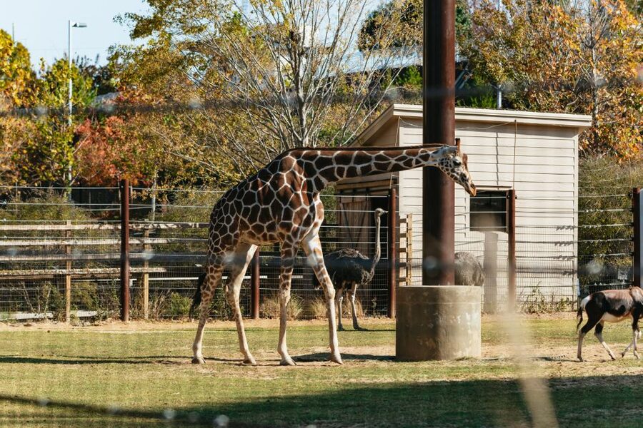 Atlanta: Zoo Atlanta General Admission Ticket - Let children set the pace