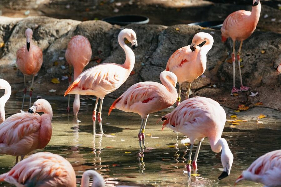 Atlanta: Zoo Atlanta General Admission Ticket - Time your visit around Atlanta weather