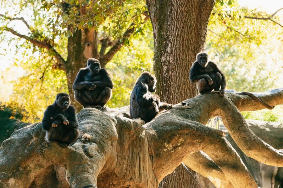 Atlanta: Zoo Atlanta General Admission Ticket - Start with Africa’s elephants, giraffes, and lions