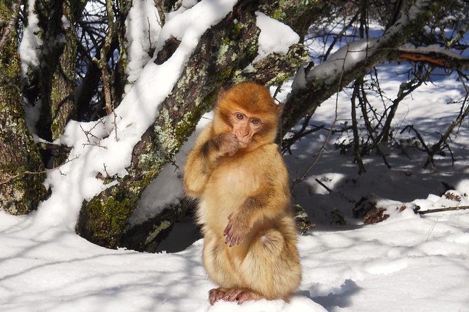 Atlas Mountains, Morocco: Ifrane, Azrou, Monkey Forest, Full Day Tour from Fez - Key points to know before leaving Fez