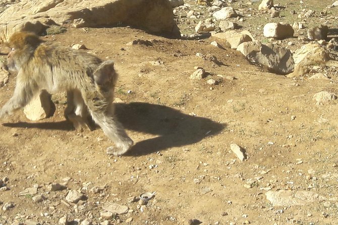 Atlas Mountains, Morocco: Ifrane, Azrou, Monkey Forest, Full Day Tour from Fez - From Fez to the cooler Middle Atlas
