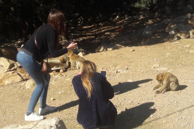 Atlas Mountains, Morocco: Ifrane, Azrou, Monkey Forest, Full Day Tour from Fez - Meeting the Barbary macaques in the cedar forest