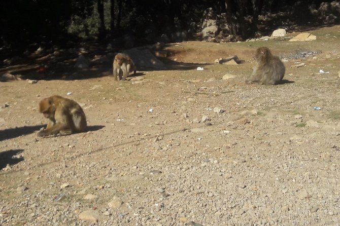 Atlas Mountains, Morocco: Ifrane, Azrou, Monkey Forest, Full Day Tour from Fez - What the private format really adds