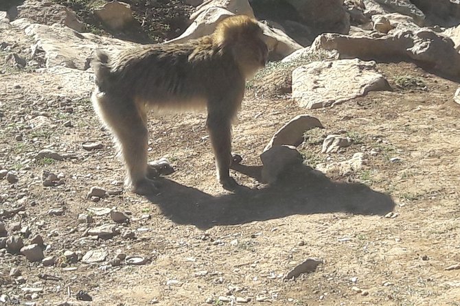 Atlas Mountains, Morocco: Ifrane, Azrou, Monkey Forest, Full Day Tour from Fez - Costs, timing, and practical value