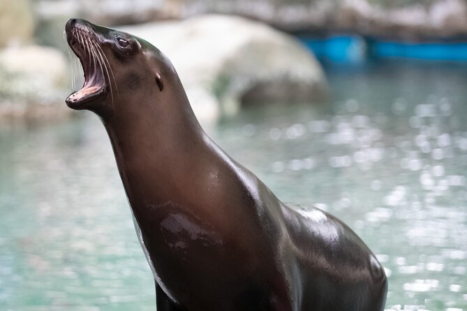 Audubon Zoo Ticket - Why Audubon Zoo works well as a New Orleans outing