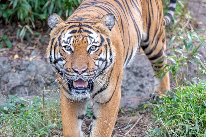 Audubon Zoo Ticket - The Louisiana Swamp brings the city closer to home
