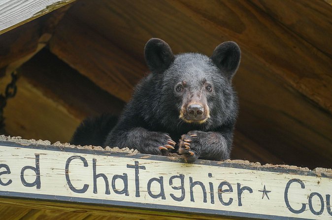 Audubon Zoo Ticket - Watoto Farm adds a hands-on change of pace