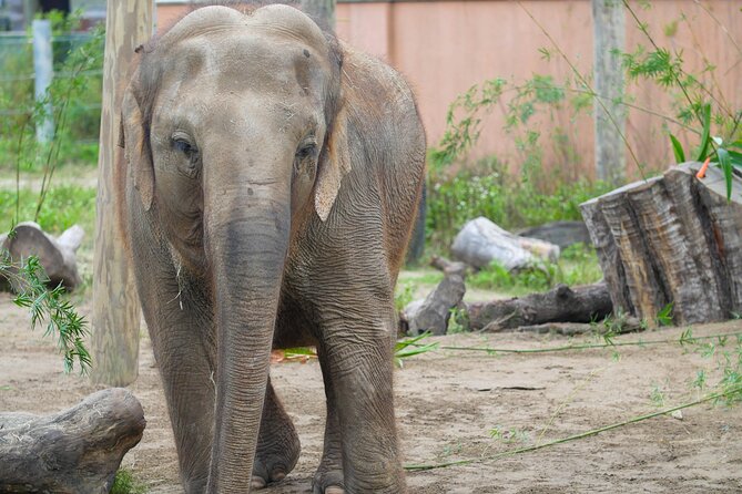 Audubon Zoo Ticket - A clean, well-spaced layout makes the half day easier