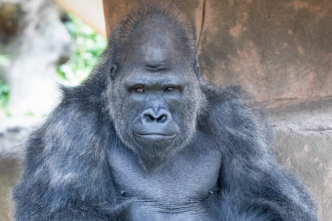 Audubon Zoo Ticket - Start with the African lions and orangutans