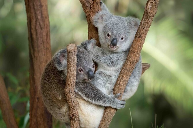 Australia Zoo Transfer from Noosa and Sunshine Coast - Why this transfer makes Australia Zoo easier
